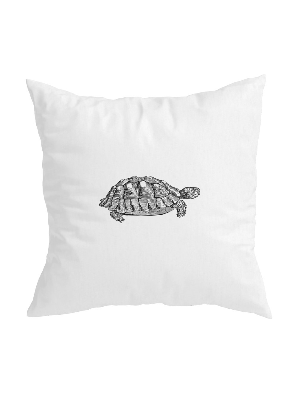 turtle1