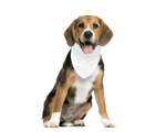 KÜN AY Pet Bandana 3120825