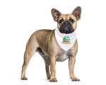 Fethiyesaurus Pet Bandana 5410210