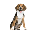 voleybol Pet Bandana 3342228